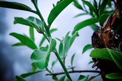 Close-up of butterfly on plant