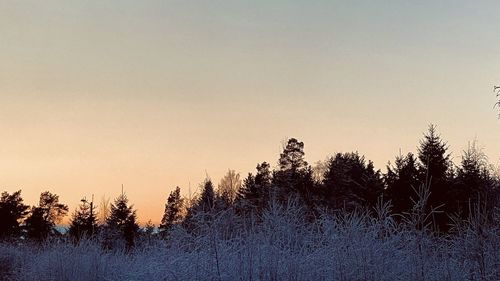 Trees on snow covered land against sky during sunset