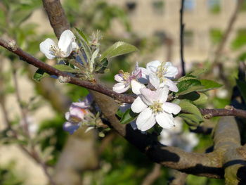 Close-up of flower tree