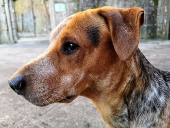 Close-up of dog looking away