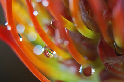 Close-up of colorful object