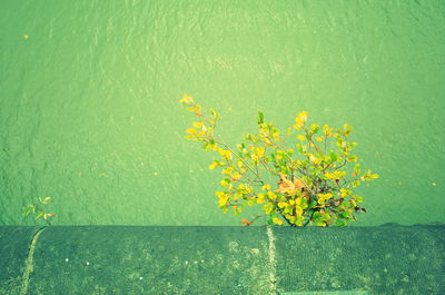 Close-up of yellow flower against green wall