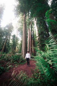 Rear view of man walking amidst trees in forest