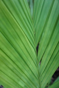 Full frame shot of palm leaves