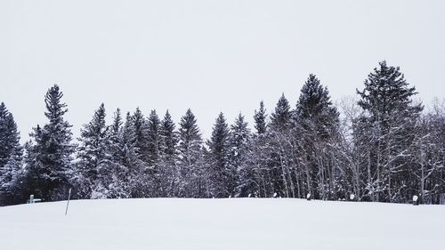 Snow covered trees against clear sky