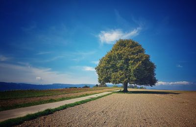 Tree on field against sky