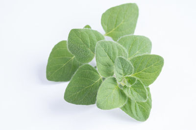 High angle view of plant leaves against white background