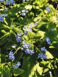 Close-up of purple flowering plants