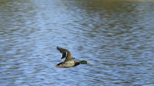 Duck flying over lake