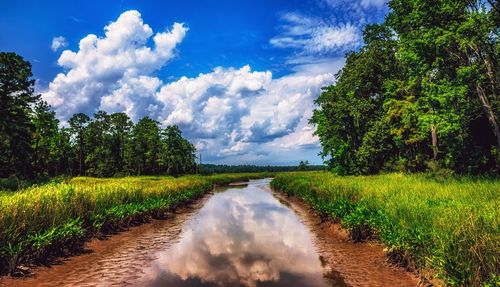 Scenic view of field against sky