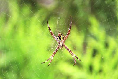 Detailed close up spider