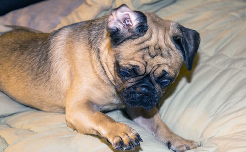 Dog lying down on bed