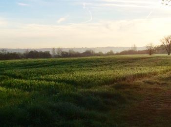 Scenic view of grassy field against sky
