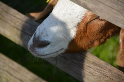 Extreme close up of a goat
