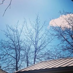 Low angle view of bare trees against blue sky