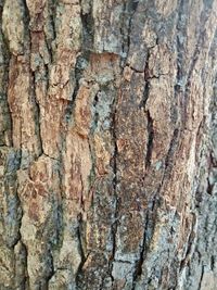 Full frame shot of tree trunk