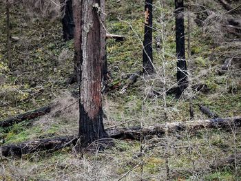 Trees in forest