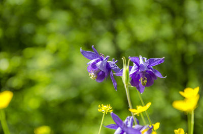 Close-up of butterfly on purple flower