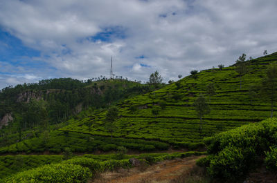 Scenic view of agricultural field against sky