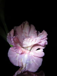 Close-up of pink rose over black background