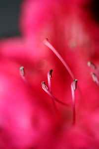 Close-up of raindrops on pink flower