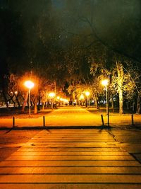 Illuminated trees at night