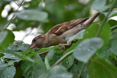 Close-up of a bird