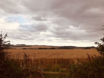 Scenic view of field against sky