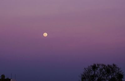 Low angle view of silhouette tree against sky at night
