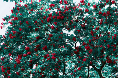 Low angle view of red flowering tree