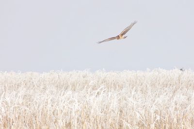 Bird flying over wheat field against clear sky