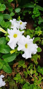 Close-up of white flowering plant
