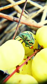 Close-up of insect perching on branch