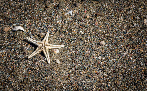 High angle view of crab on sand