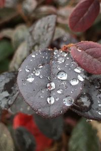 Close-up of wet red flower