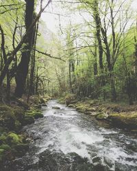 Stream flowing amidst trees in forest