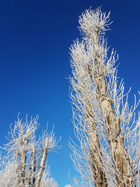 Low angle view of plants against clear blue sky