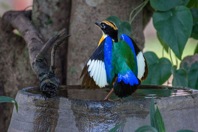 Blue bird perching on rock