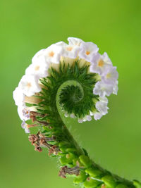 Close-up of white flowers over green background