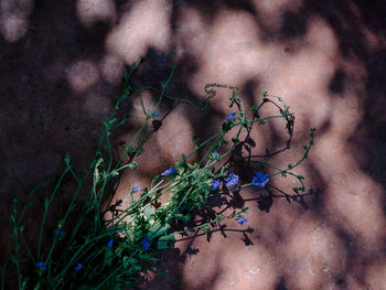 Close-up of plant growing on land