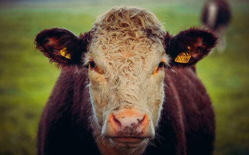 Portrait of cow on field