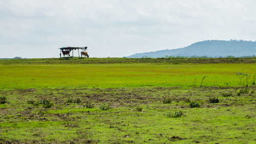 Scenic view of field against sky