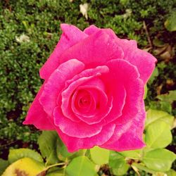 Close-up of pink rose blooming outdoors