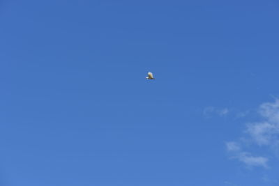 Low angle view of eagle flying against clear blue sky