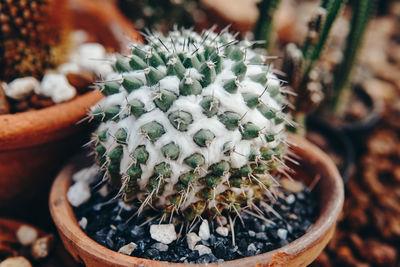 Close-up of succulent plant