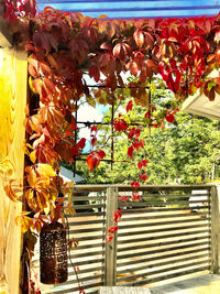 Flower plants hanging on tree against building