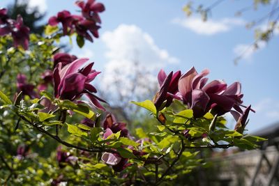 Close-up of pink flowering plants against sky