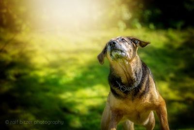 Close-up of dog standing on field