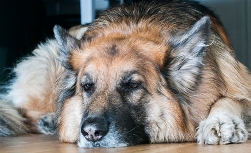 Close-up portrait of dog lying down