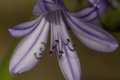 Close-up of day lily